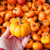 20 JACK Be LITTLE PUMPKIN Miniature Vegetable Cucurbita Pepo Seeds