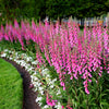 Pink & Purple Mix Foxglove Digitalis Flower Seeds – photo 9