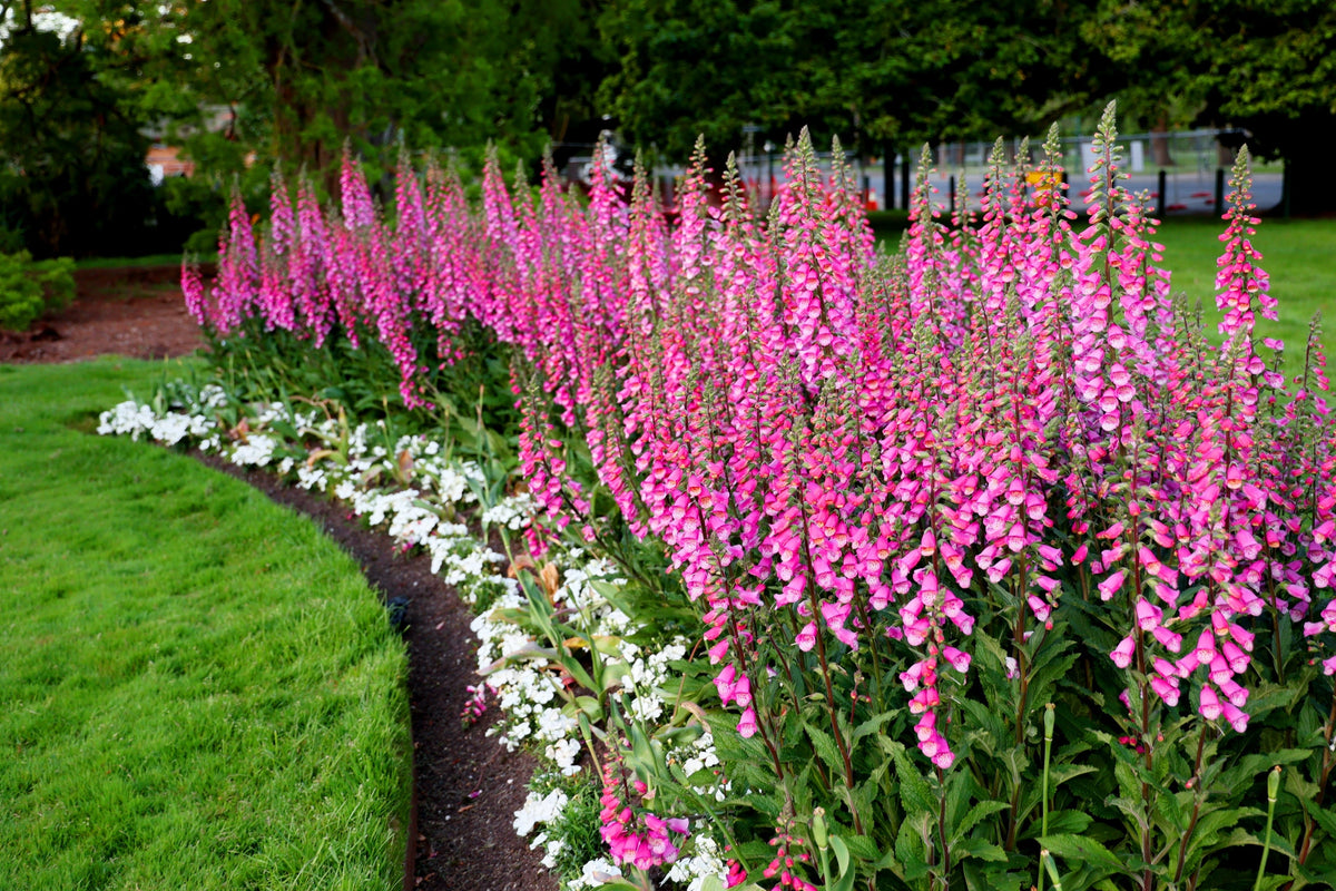 Pink & Purple Mix Foxglove Digitalis Flower Seeds – photo 9