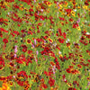 50 MAHOGANY MIDGET COREOPSIS Tinctoria Red Dwarf Flower Seeds