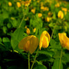 25 Seeds BAILEY II Virginia PEANUT Arachis Hypogaea Perennial Nut Plant