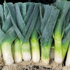 500 BROAD LONDON LEEK Allium Porrum Heirloom White & Green Vegetable Seeds