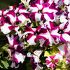 Star Mix Petunia Seeds – Mixed Colors Petunia Violacea Flower Seeds Red Blue Purple – photo 12