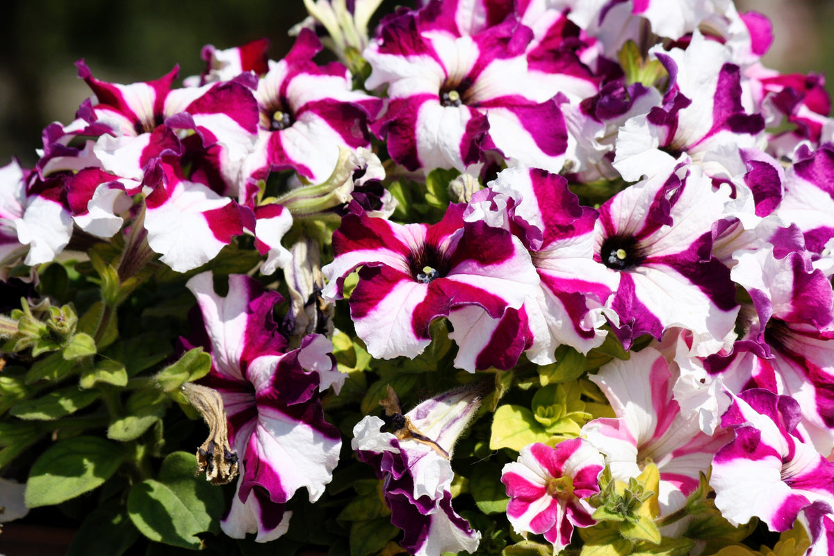 Star Mix Petunia Seeds – Mixed Colors Petunia Violacea Flower Seeds Red Blue Purple – photo 12