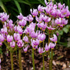 25 MIDLAND SHOOTING STAR (Flamingo Flower / Birds Bills / Prairie Pointer) Dodecatheon Meadia Flower Seeds