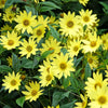 50 LEMON QUEEN SUNFLOWER Perennial Helianthus Yellow Flower Seeds