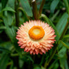 100 APRICOT & PEACH STRAWFLOWER Organic Mix Coral Paper Daisy Helichrysum Bracteatum Flower Seeds