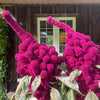 100 Organic ELEPHANT HEAD AMARANTHUS Amaranthus Gangeticus Burgundy Red Flower Seeds