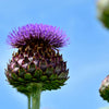 50 PURPLE ROMAGNA ARTICHOKE Italian Cynara Scolymus Flower Vegetable Seeds