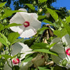 25 Luna WHITE HARDY HIBISCUS Hibiscus Moscheutos Flower Seeds