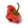 Red Jamaican Hot Pepper Seeds (Capsicum chinense)
