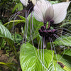 5 WHITE BAT FLOWER Tacca Integrifolia Nivea Bat Head Lily Flower Seeds