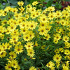 50 LEMON QUEEN SUNFLOWER Perennial Helianthus Yellow Flower Seeds