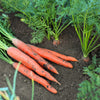 1500 IMPERATOR 58 CARROT Daucus Carota Seeds