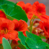 25 Dwarf RED EMPRESS NASTURTIUM Tropaeolum Nanum Hummingbird Flower Seeds