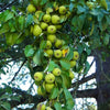 25 EUROPEAN PEAR TREE Pyrus Communis Fruit Seeds - White Flowers / Green Fruit