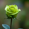 5 GREEN ROSE Rosa Bush Shrub Perennial Flower Seeds