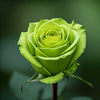 5 GREEN ROSE Rosa Bush Shrub Perennial Flower Seeds