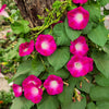 Mixed Colors Morning Glory Seeds – Ipomoea Purpurea Vine Flower – photo 11