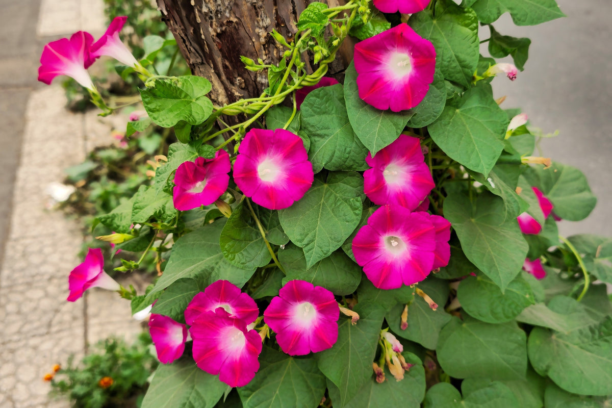 Mixed Colors Morning Glory Seeds – Ipomoea Purpurea Vine Flower – photo 11