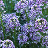 Wonderland Blue Alyssum Seeds – Lobularia Maritima Flower – photo 6