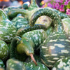 Gooseneck / Bottle / Swan Gourd Lagenaria Siceraria Vine Seeds – photo 8