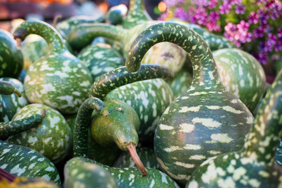 Gooseneck / Bottle / Swan Gourd Lagenaria Siceraria Vine Seeds – photo 8