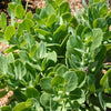 10 EMPEROR'S WAVE SEDUM Red Upright Telephium Succulent Stonecrop Flower Hylotelephium Seeds