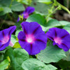 100 PURPLE MORNING GLORY Ipomoea Nil Flower Vine Seeds