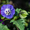 100 APPLE OF PERU Shoofly Plant Nicandra Physalodes Violet Blue Flower Seeds