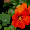 25 Dwarf RED EMPRESS NASTURTIUM Tropaeolum Nanum Hummingbird Flower Seeds