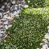 50 IRISH MOSS Groundcover Heath Pearlwort Sagina Subulata White Flower Seeds