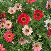 100 Mixed Colors ROBINSONS PAINTED DAISY Chrysanthemum Pink Red Rose & Yellow Pyrethrum Flower Seeds