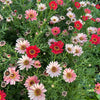 100 Mixed Colors ROBINSONS PAINTED DAISY Chrysanthemum Pink Red Rose & Yellow Pyrethrum Flower Seeds