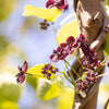 Chocolate Vine Seeds – Edible Fruit Akebia Trifoliata Flower Ornamental Climber – photo 9