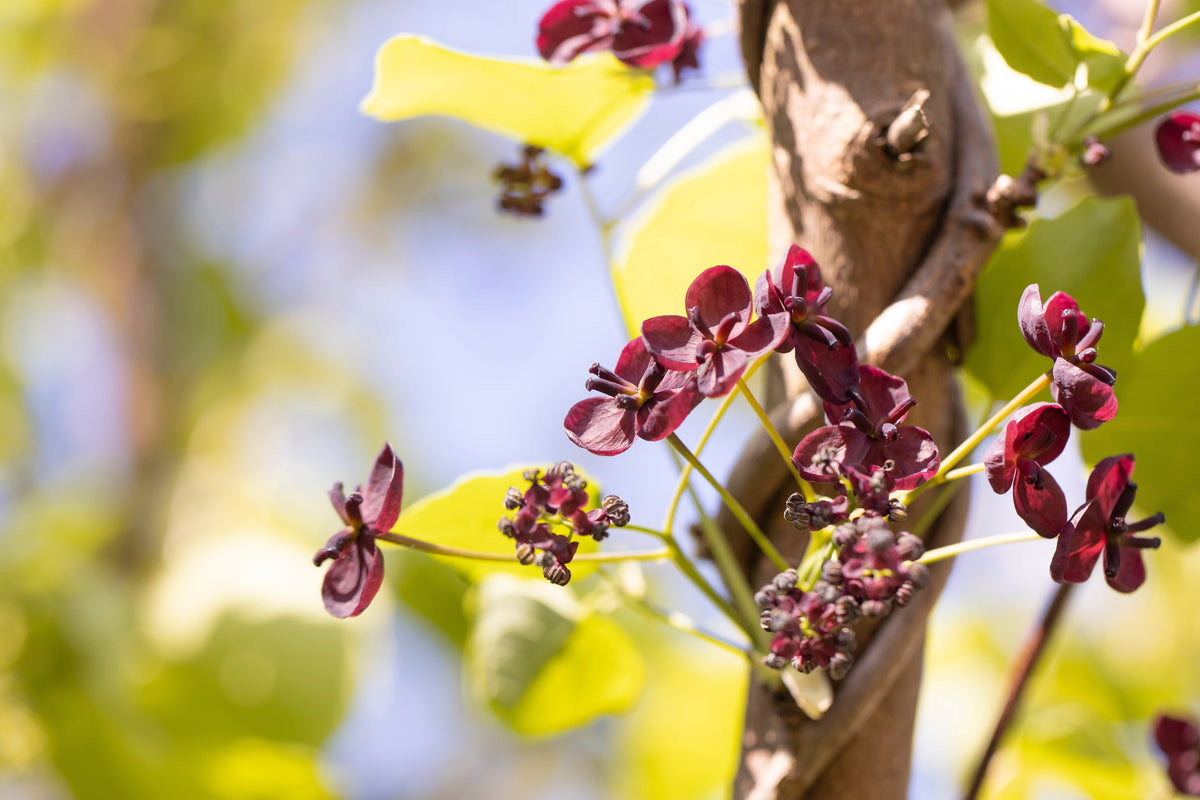 Chocolate Vine Seeds – Edible Fruit Akebia Trifoliata Flower Ornamental Climber – photo 9
