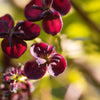 Chocolate Vine Seeds – Edible Fruit Akebia Trifoliata Flower Ornamental Climber – photo 11