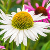 50 WHITE CONEFLOWER Echinacea Purpurea Flower Seeds