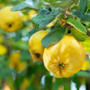 20 COMMON CULINARY QUINCE Fruit Tree Cydonia Oblonga Flowering Shrub Seeds