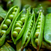 Early Frosty Garden Pea Seeds – English Shelling Pisum Sativum Vegetable – photo 4