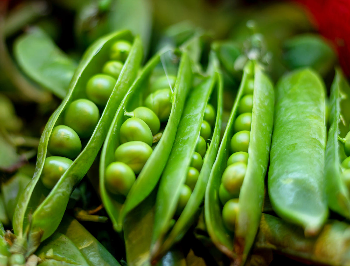 Early Frosty Garden Pea Seeds – English Shelling Pisum Sativum Vegetable – photo 4