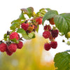Red Raspberry Seeds – Rubus Idaeus Fruit Bush Vine – photo 4