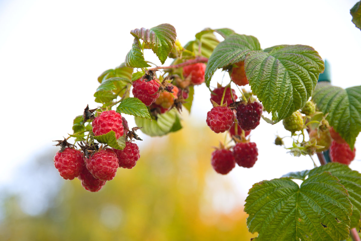 Red Raspberry Seeds – Rubus Idaeus Fruit Bush Vine – photo 4