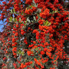 25 SCARLET FIRETHORN Pyracantha Coccinea Bush Shrub Flower Seeds