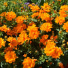 150 ORANGE SULPHUR COSMOS Klondike Sulphureus Seeds