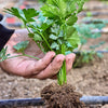 Cutting Leaf Celery Seeds – Apium Graveolens European Chinese Herb – photo 9