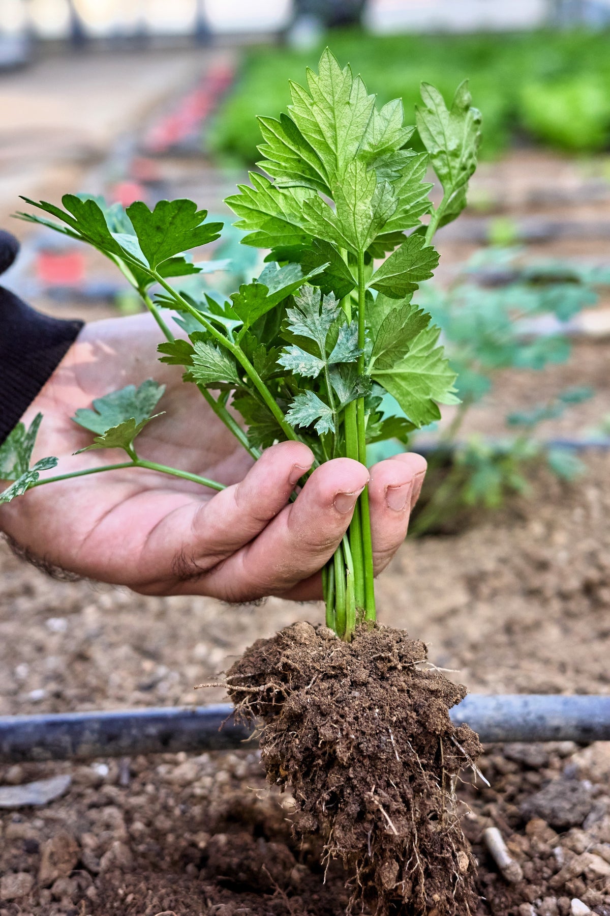 Cutting Leaf Celery Seeds – Apium Graveolens European Chinese Herb – photo 9