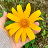 25 YELLOW Torch MEXICAN SUNFLOWER Tithonia Speciosa Flower Seeds