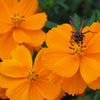 150 ORANGE SULPHUR COSMOS Klondike Sulphureus Seeds