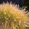 25 Dwarf Purple CHINESE FOUNTAIN GRASS Pennisetum Alopecuroides Hardy Ornamental Seeds